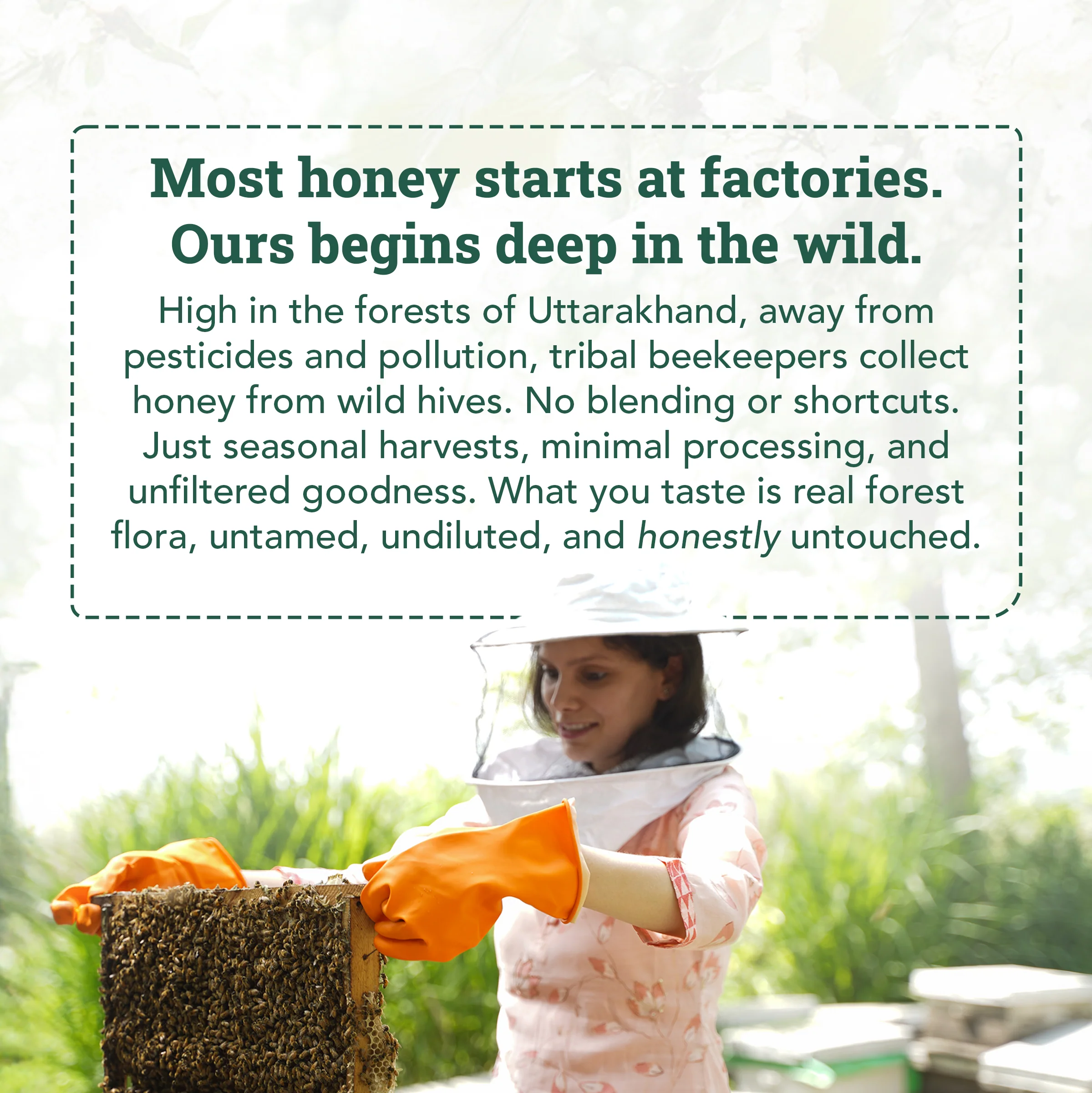 Wild Forest Honey - Image 8